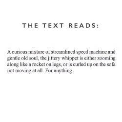 Whippet Ceramic Mug - Designed & Hand Finished in the UK 