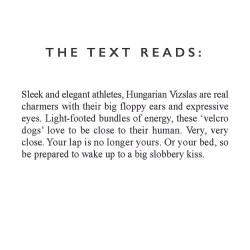 Vizsla Ceramic Mug - Designed & Hand Finished in the UK 