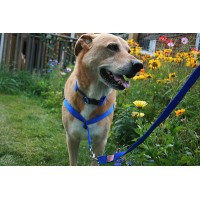 Walk Your Dog with Love Luxury Dog Collar (Sportso Doggo)