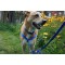 Matching Luxury Dog Collar Medium (38-61 cm) Matching Luxury Dog Collar Medium (38-61 cm)