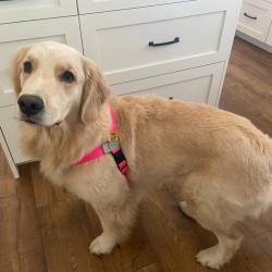 Walk Your Dog With Love  Sportso Doggo No Pull Dog Harness  Walk Your Dog With Love  Sportso Doggo No Pull Dog Harness