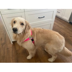 Walk Your Dog With Love  Sportso Doggo No Pull Dog Harness 