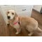 Walk Your Dog With Love  Sportso Doggo No Pull Dog Harness  Walk Your Dog With Love  Sportso Doggo No Pull Dog Harness