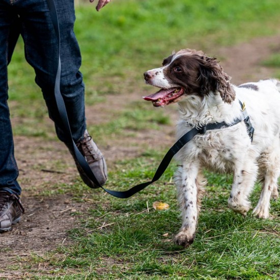 Walk Your Dog With Love - NEO All-In-Wonder dog harness with permanently attached Leash