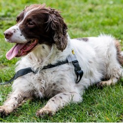 Walk Your Dog With Love - NEO Dog Harness with permanently attached Leash Walk Your Dog With Love - NEO Dog Harness with permanently attached Leash