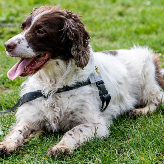 Walk Your Dog With Love - NEO All-In-Wonder dog harness with permanently attached Leash