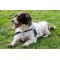 Walk Your Dog With Love - NEO Dog Harness with permanently attached Leash Walk Your Dog With Love - NEO Dog Harness with permanently attached Leash
