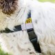 Walk Your Dog With Love Sportso Doggo No Pull Dog Harness Walk Your Dog With Love Sportso Doggo No Pull Dog Harness