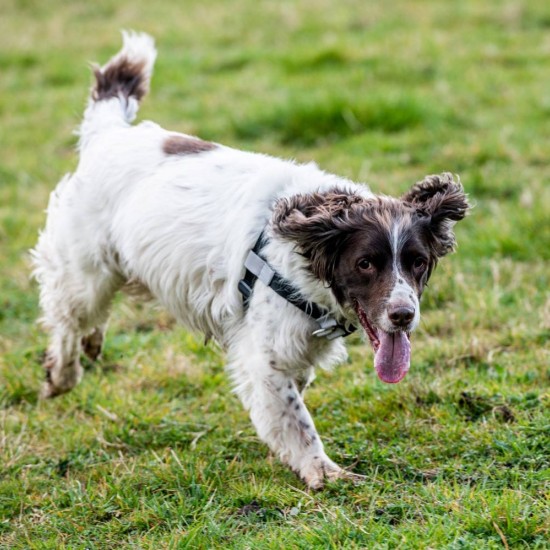Walk Your Dog With Love Sportso Doggo No Pull Dog Harness Walk Your Dog With Love Sportso Doggo No Pull Dog Harness