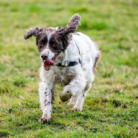 Walk Your Dog With Love Sportso Doggo No Pull Dog Harness Walk Your Dog With Love Sportso Doggo No Pull Dog Harness