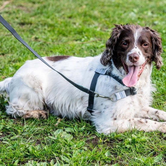 Walk Your Dog With Love Sportso Doggo No Pull Dog Harness Walk Your Dog With Love Sportso Doggo No Pull Dog Harness