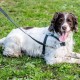 Walk Your Dog With Love Sportso Doggo No Pull Dog Harness Walk Your Dog With Love Sportso Doggo No Pull Dog Harness