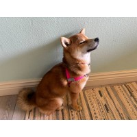 Walk Your Dog With Love  Sportso Doggo No Pull Dog Harness 