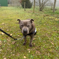 GentleStep Front-Clip Dog Harness | Comfortable No-Pull Dog Harness