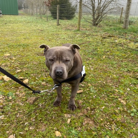 GentleStep Front-Clip Dog Harness | Comfortable No-Pull Dog Harness