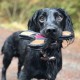 Miro & Makauri Chew Tuff Chucker for dogs Miro & Makauri Chew Tuff Chucker for dogs