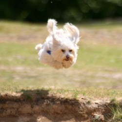 Ron Fields Elastin Ayurvedic Treats for Dogs 100