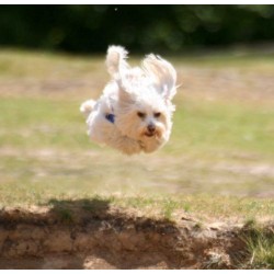 Ron Fields Elastin Ayurvedic Treats for Dogs 100