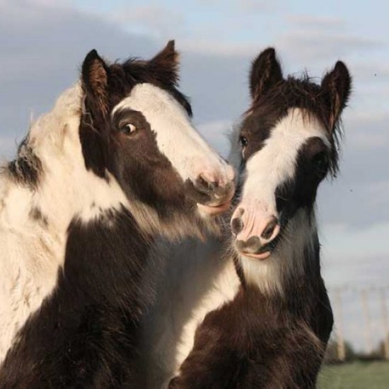 Ron Fields Silent 4 for Horses