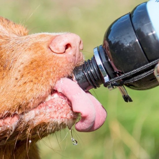 Dog Drinking Bottle Lick 'n Flow 500 ML Dog Drinking Bottle Lick 'n Flow 500 ML