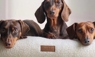 Enter our Competition for a Pup & Kit Pillow Fleece Dog Bed!