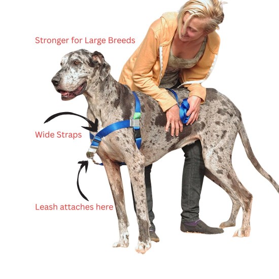 Walk Your Dog With Love - Broadband Harness for Big Dogs! Walk Your Dog With Love - Broadband Harness for Big Dogs!