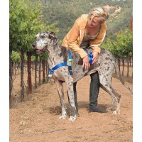 Walk Your Dog With Love -  Broadband Harness for Big Dogs! 