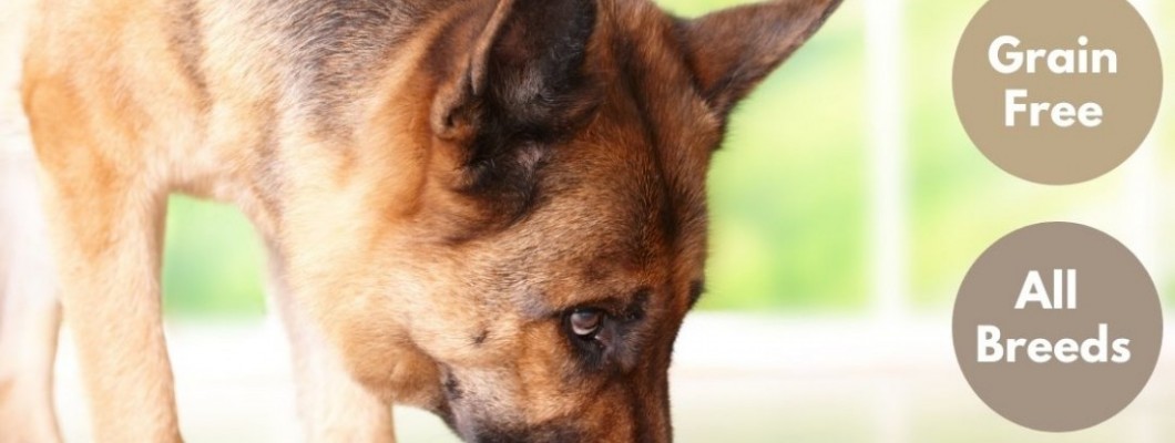 Why We Spent £500 on Grain-Free Duck & Sweet Potato Dog Food (And Would Do It Again)