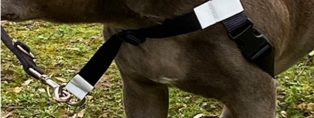 GentleStep Dog Harness