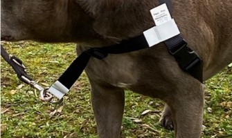 GentleStep Dog Harness