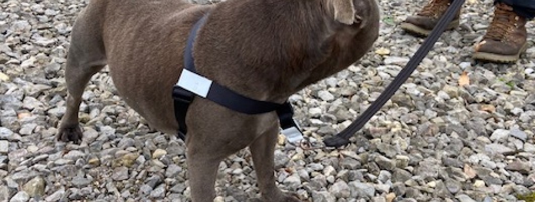 Front Clip vs Back Clip Dog Harness: Which Is Better for Your Dog?
