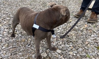 Front Clip vs Back Clip Dog Harness: Which Is Better for Your Dog?