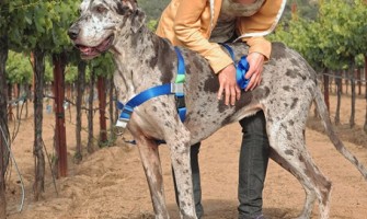 Enter our latest Competition to win a No Pull Dog Harness by Walk Your Dog with Love