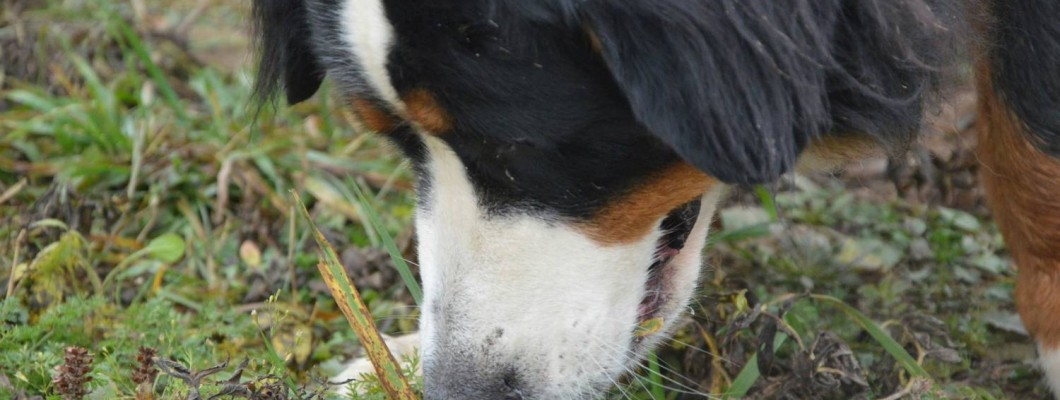Why Do Dogs Eat Grass? 8 Common Reasons Explained