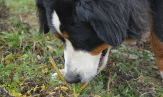 Why Do Dogs Eat Grass? 8 Common Reasons Explained