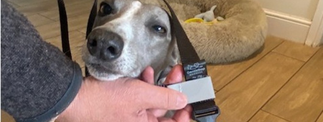 GentleStep Front-Clip Dog Harness FAQ