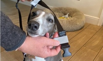 GentleStep Front-Clip Dog Harness FAQ