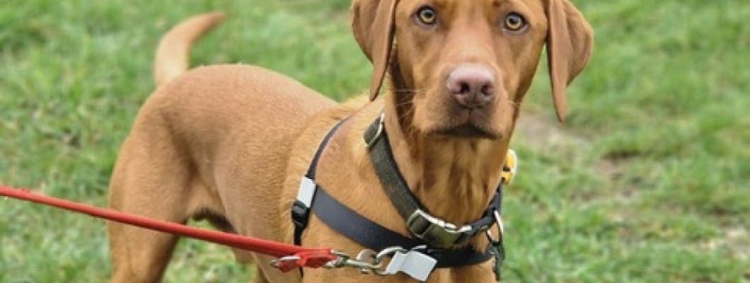 Harness for Calmer Walks: How the Right Design Can Help a Dog That Pulls