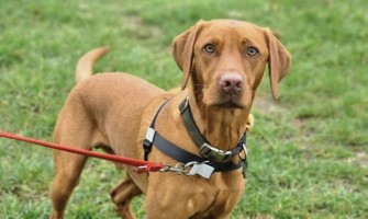 Harness for Calmer Walks: How the Right Design Can Help a Dog That Pulls