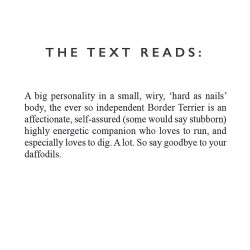 Border Terrier Ceramic Mug - Designed & Hand Finished in the UK 