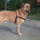 Walk Your Dog With Love Dog Classic Harness - No Pull Walk Your Dog With Love Dog Classic Harness - No Pull