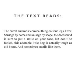 Dachsund Ceramic Mug - Designed & Hand Finished in the UK 