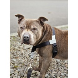 GentleStep Front-Clip Dog Harness | Comfortable No-Pull Dog Harness