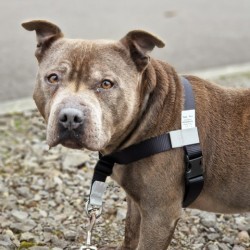 GentleStep Front-Clip Dog Harness | Comfortable No-Pull Dog Harness