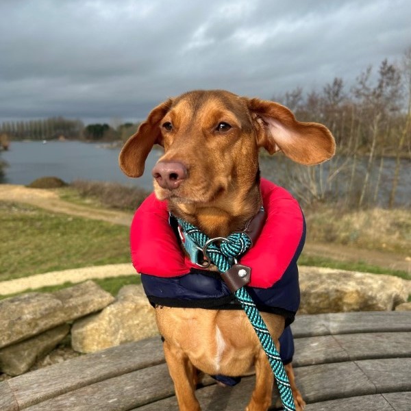 Gallery Cotswold Pet Supplies Dog Collars and Harnesses, Dog Food