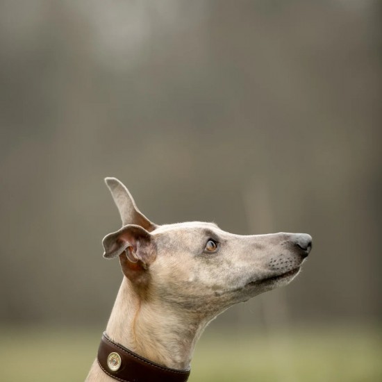 Hicks & Hides Stanway Leather Whippet Dog Collar