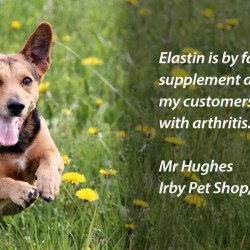 Ron Fields Elastin Ayurvedic Capsules for Dogs 100