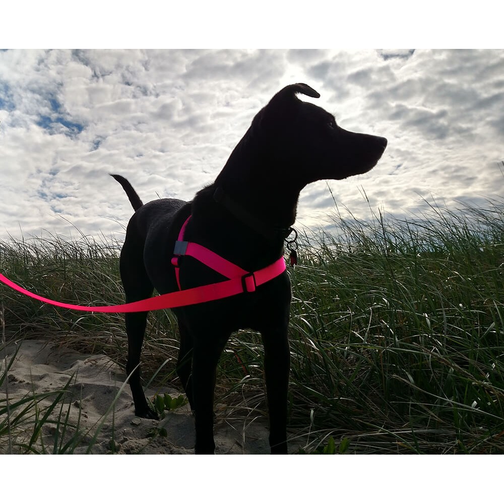 Max and top neo dog harness