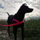 Walk Your Dog With Love - NEO Broadband Big Dog Harness with Leash