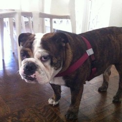 Walk Your Dog With Love - Original Dog Harness - Discontinued Line Walk Your Dog With Love - Original Dog Harness - Discontinued Line